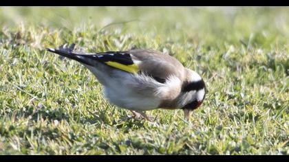 European Goldfinch