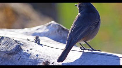 Black Redstart