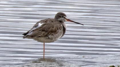 Spotted Redshank