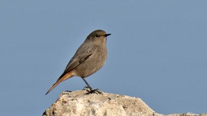 Black Redstart