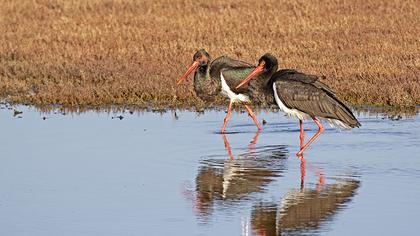 Black Stork