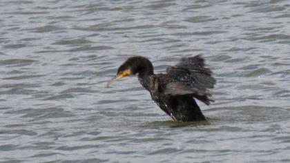 Great Cormorant