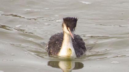Great Crested Grebe