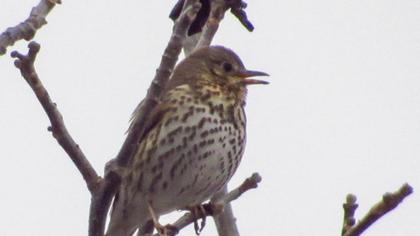 Song Thrush