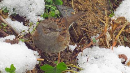 Dunnock