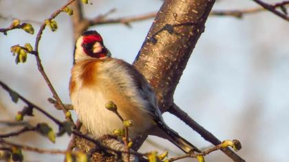 European Goldfinch