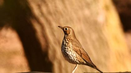 Mistle Thrush
