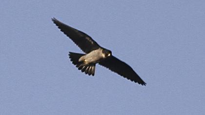 Peregrine Falcon