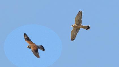 Common Kestrel