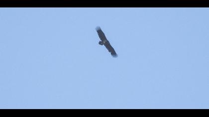 Cinereous Vulture