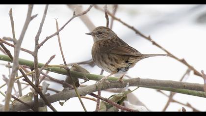 Dunnock