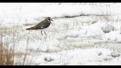 Northern Lapwing
