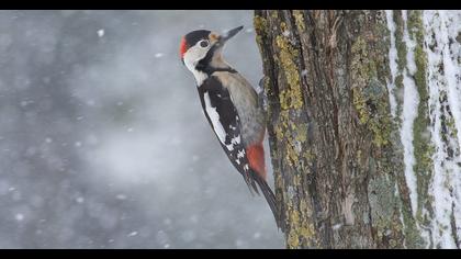 Syrian Woodpecker