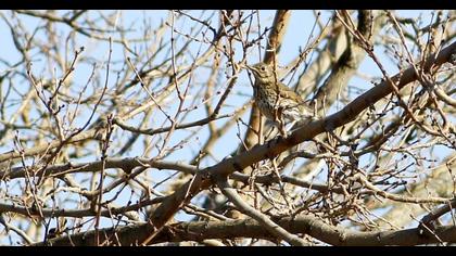 Song Thrush