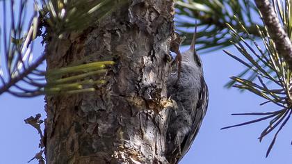 Short-toed Treecreeper