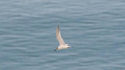 Sandwich Tern