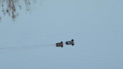 Eurasian Wigeon