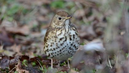 Song Thrush