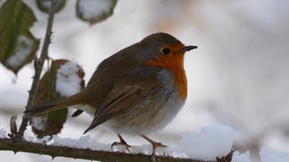 European Robin