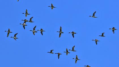 Northern Pintail