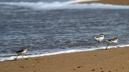 Kentish Plover