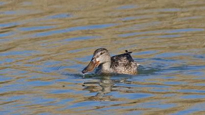 Northern Shoveler