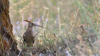 Eurasian Hoopoe