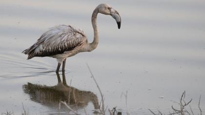 Greater Flamingo