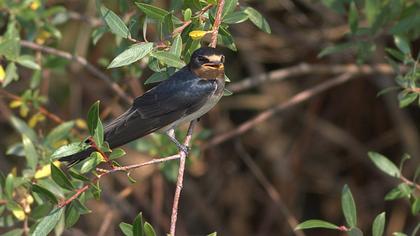 Barn Swallow