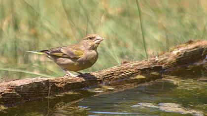 European Greenfinch
