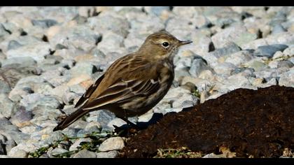 Water Pipit