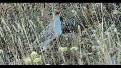 Grey Partridge