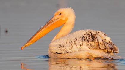 Great White Pelican