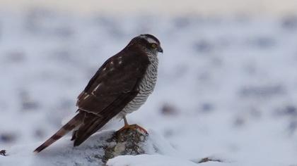Eurasian Sparrowhawk