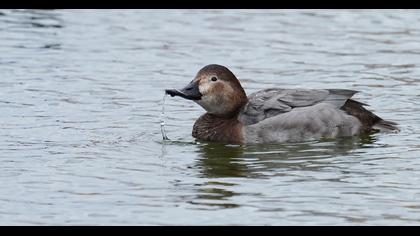 Common Pochard