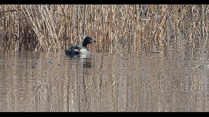 Little Grebe