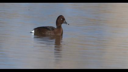 Ferruginous Duck