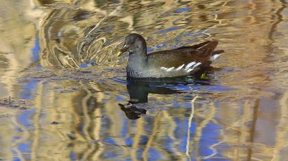Common Moorhen