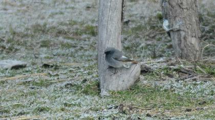 Black Redstart