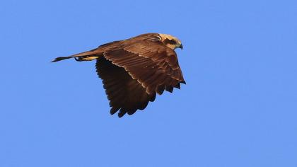 Western Marsh Harrier
