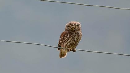 Little Owl