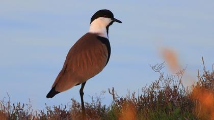Spur-winged Lapwing