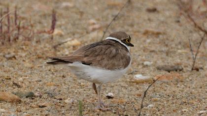 Little Ringed Plover