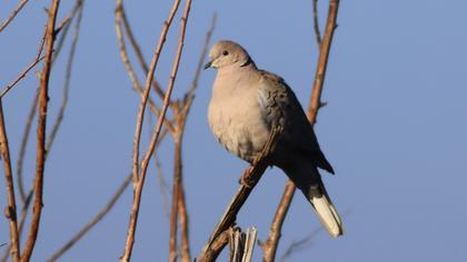 Eurasian Collared Dove