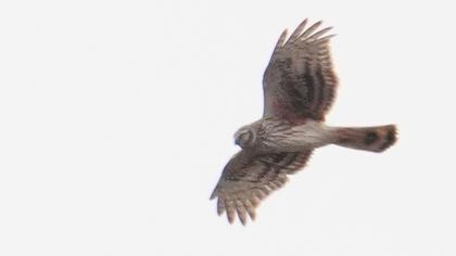 Hen Harrier