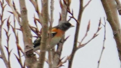 Brambling