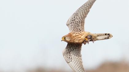 Common Kestrel