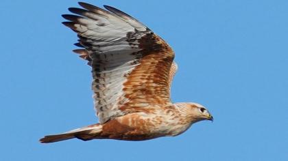 Long-legged Buzzard