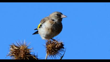 European Goldfinch