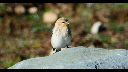 Sarıgagalı ketenkuşu